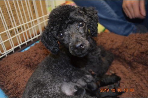 販売中のティーカッププードルの親犬